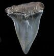 Fossil Mako Shark Tooth - Georgia #75071-1